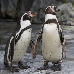 所さん大変ですよ ペンギン1羽が数百万円 ペンギンバブルで絶滅の危惧 ペンギン大国日本